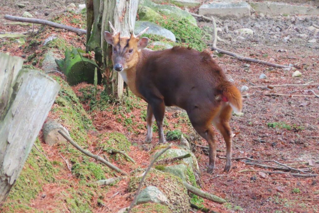 キョンの写真