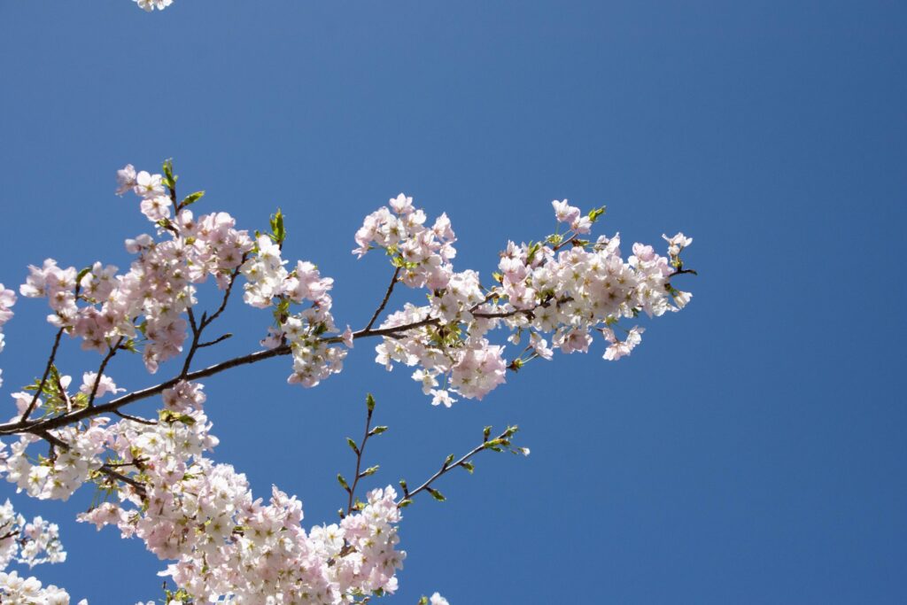 桜の写真