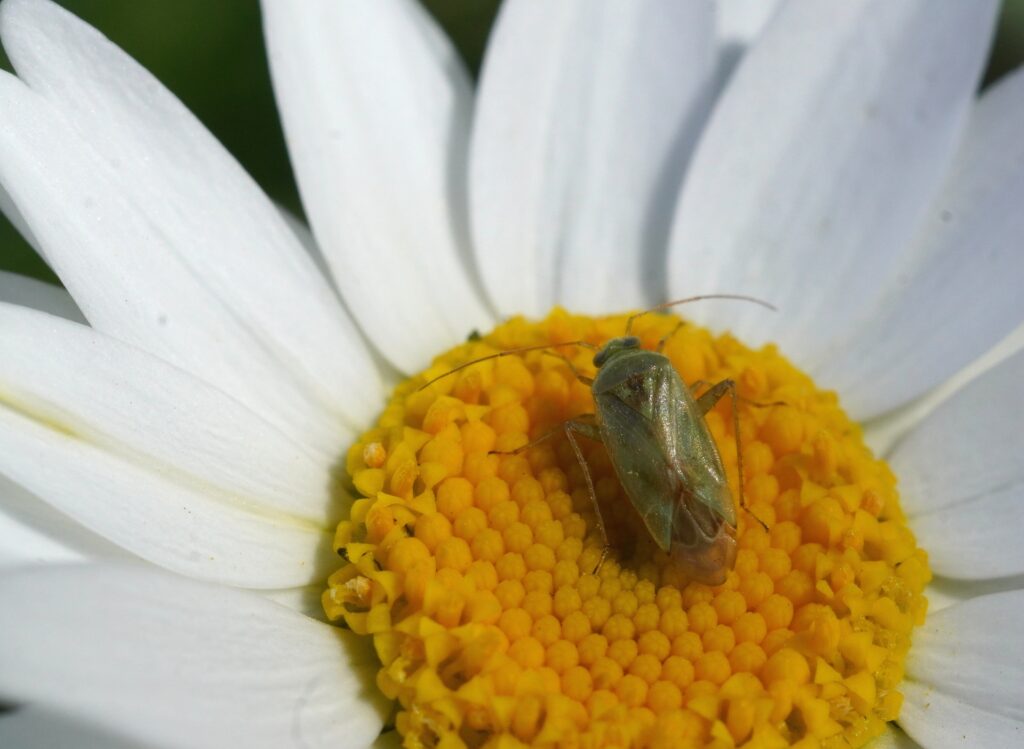 カメムシの写真