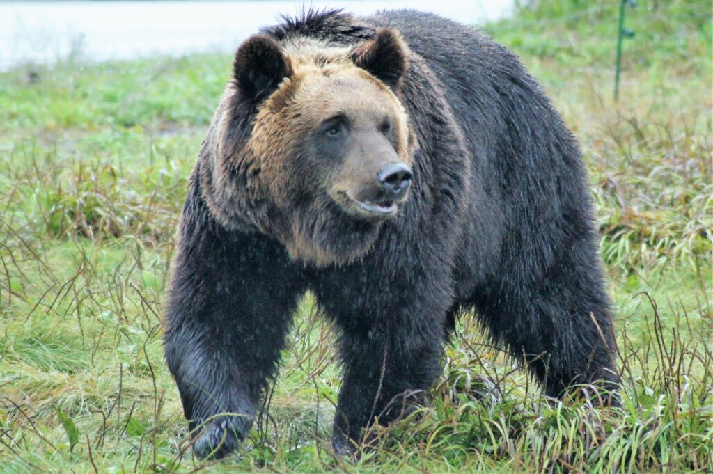 ヒグマを撮影した写真