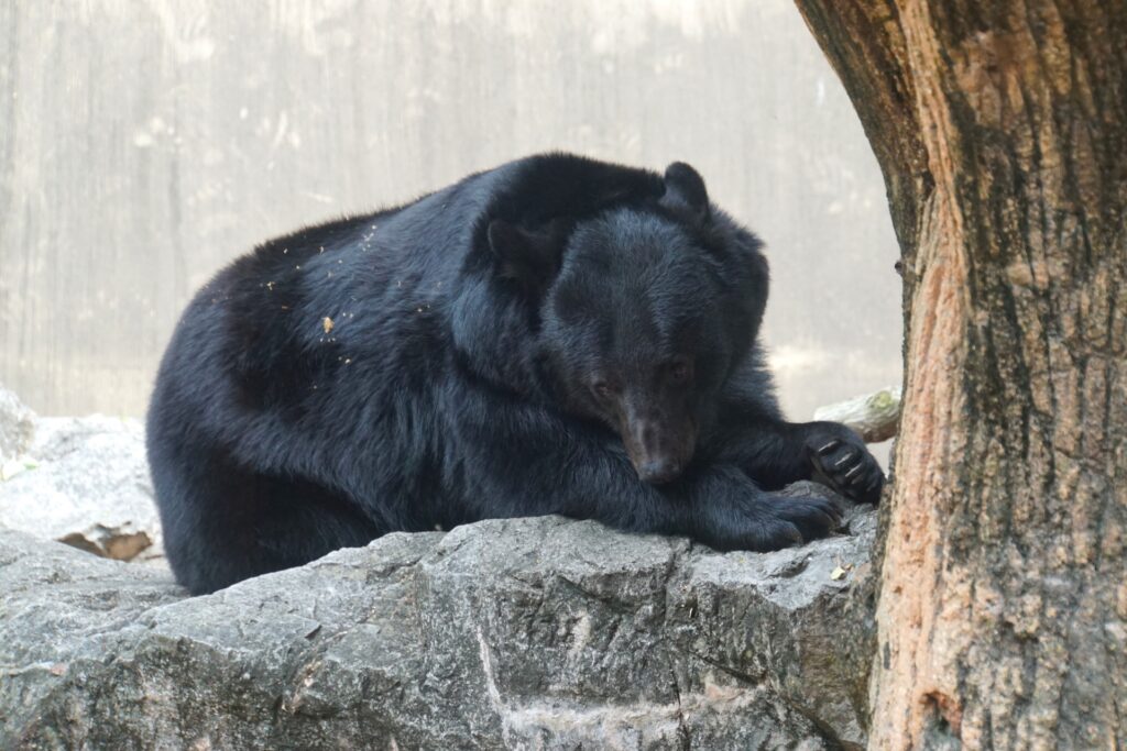 ツキノワグマを撮影した写真