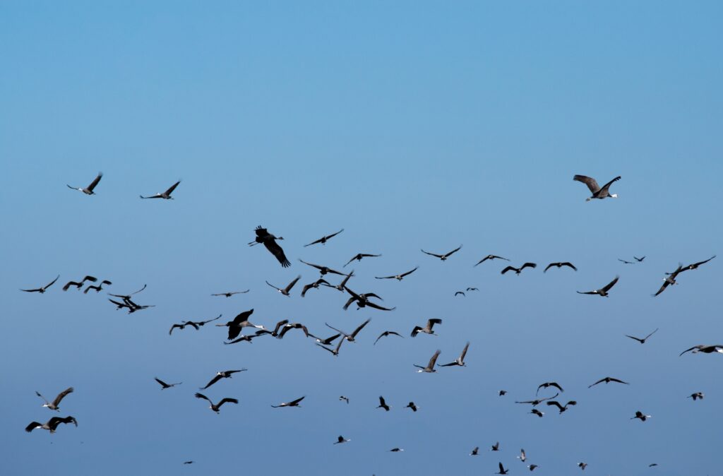 鳥の群れを撮影した写真