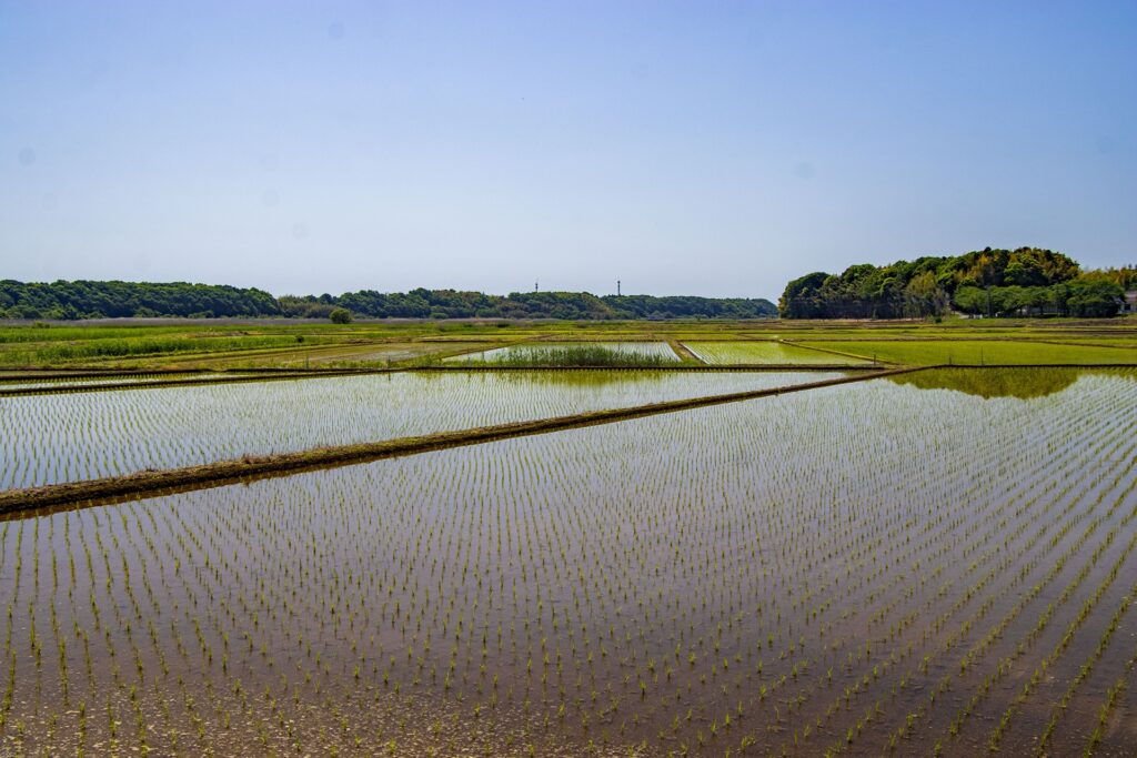 稲作をしている田んぼの写真