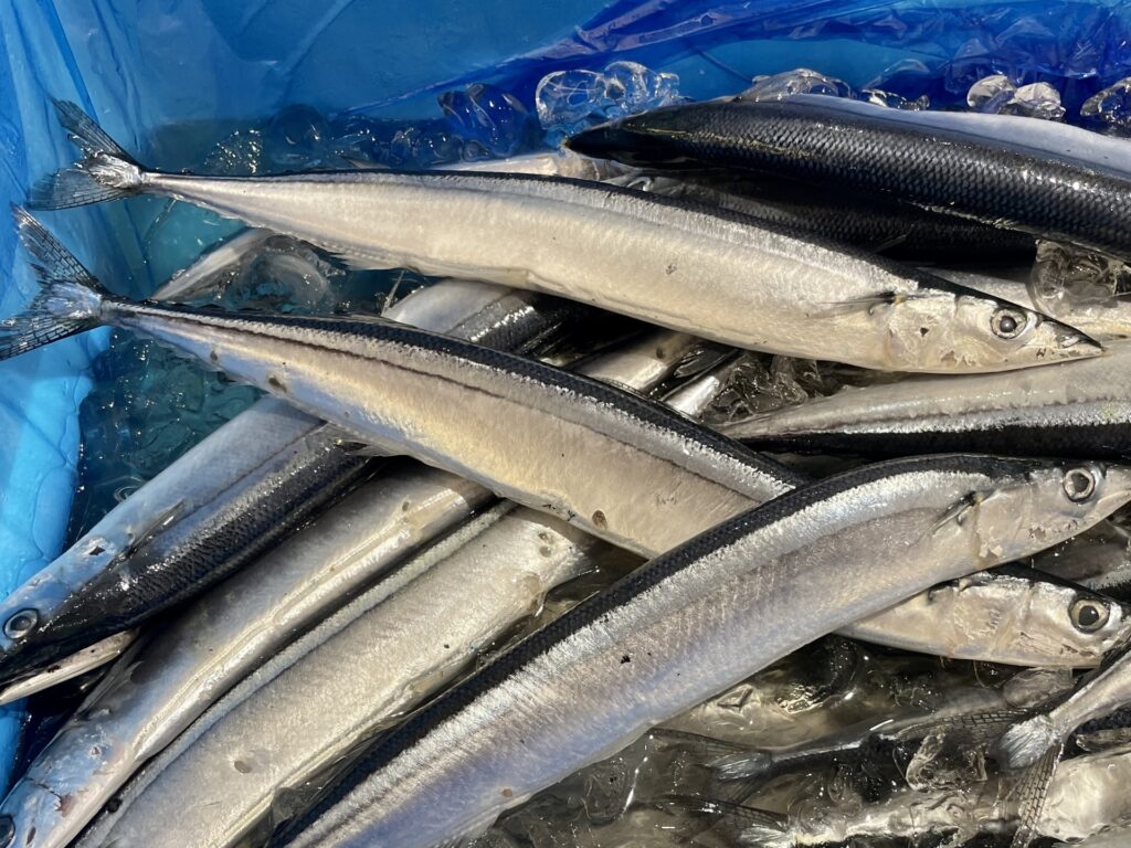 秋刀魚を釣り上げている人