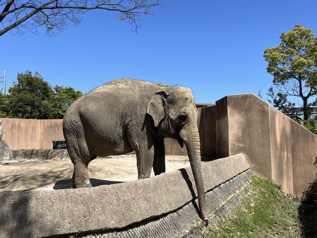 象を撮影した写真