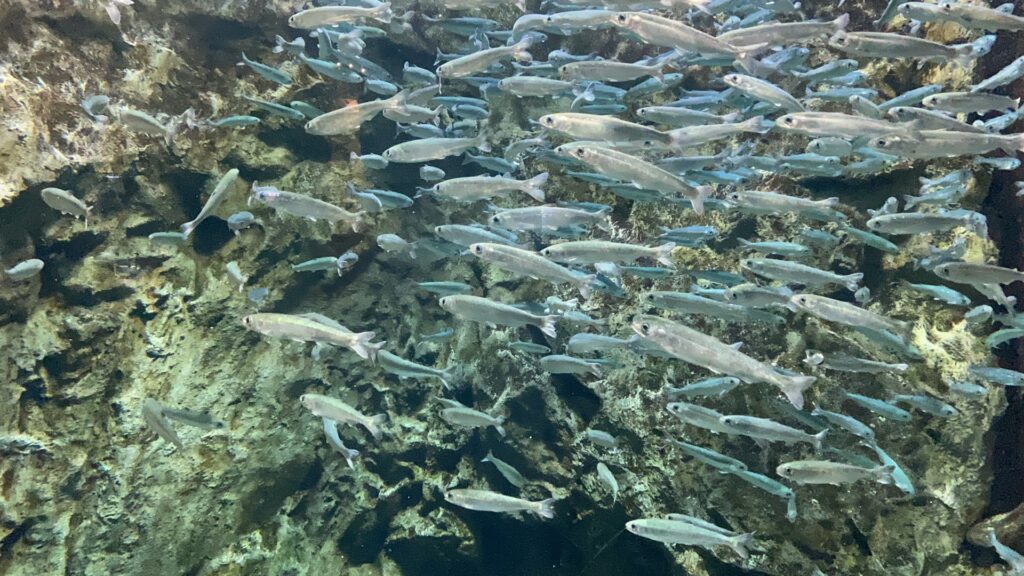 鮭の群れが泳いでいる姿を撮影した写真