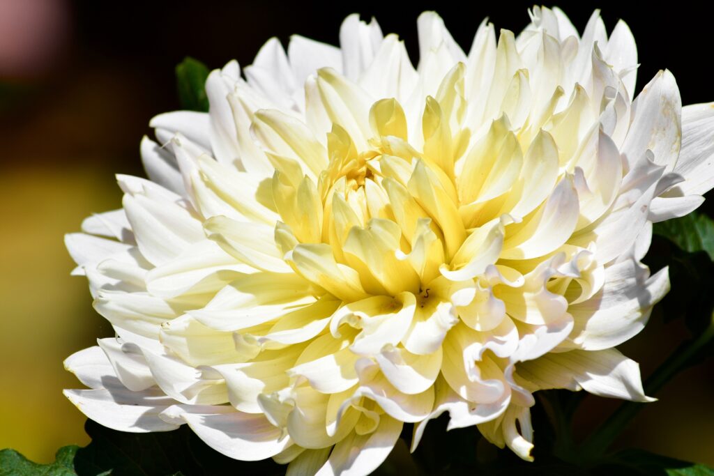 蓮の花を撮影した写真