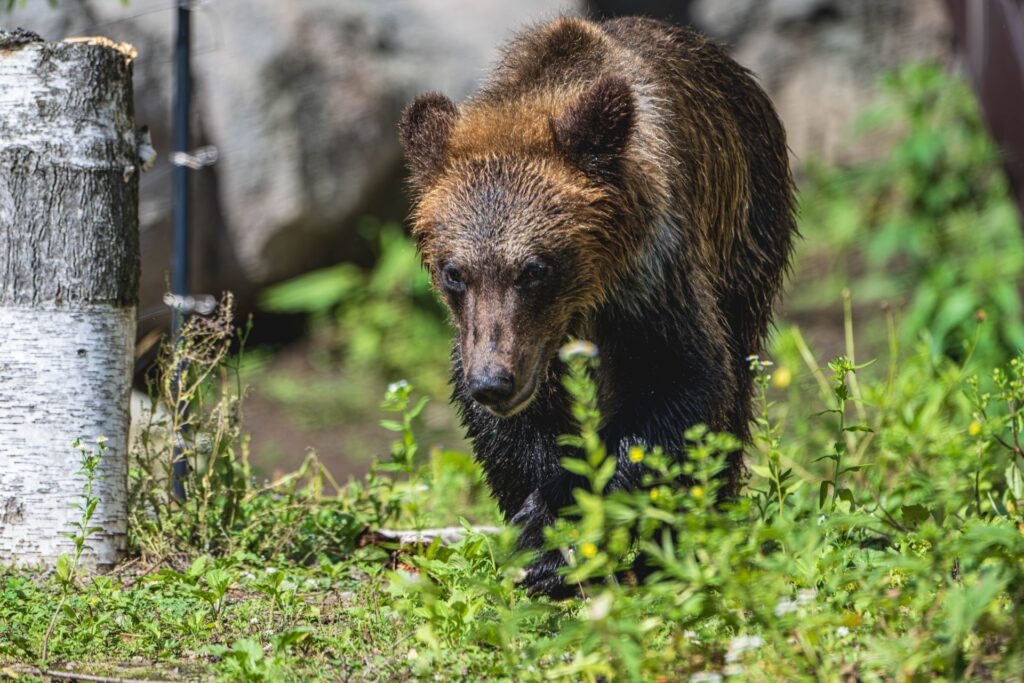 ヒグマを撮影した写真