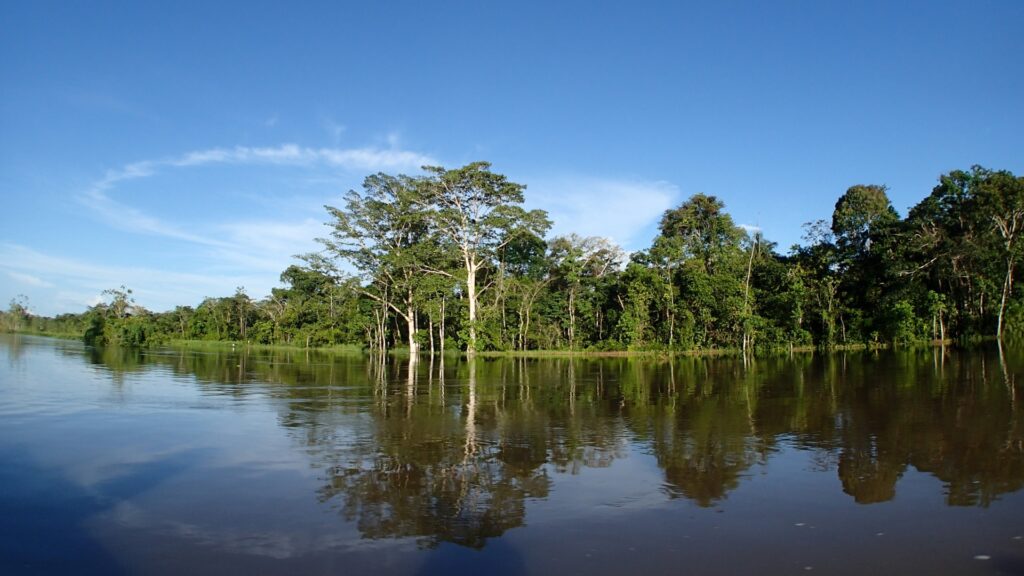 アマゾンの森林地帯を撮影した写真