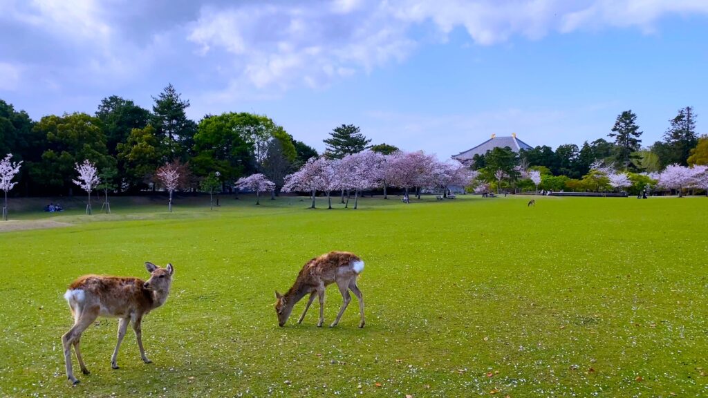 奈良公園の外観を撮影した画像