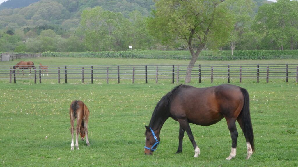 競走馬を撮影した写真