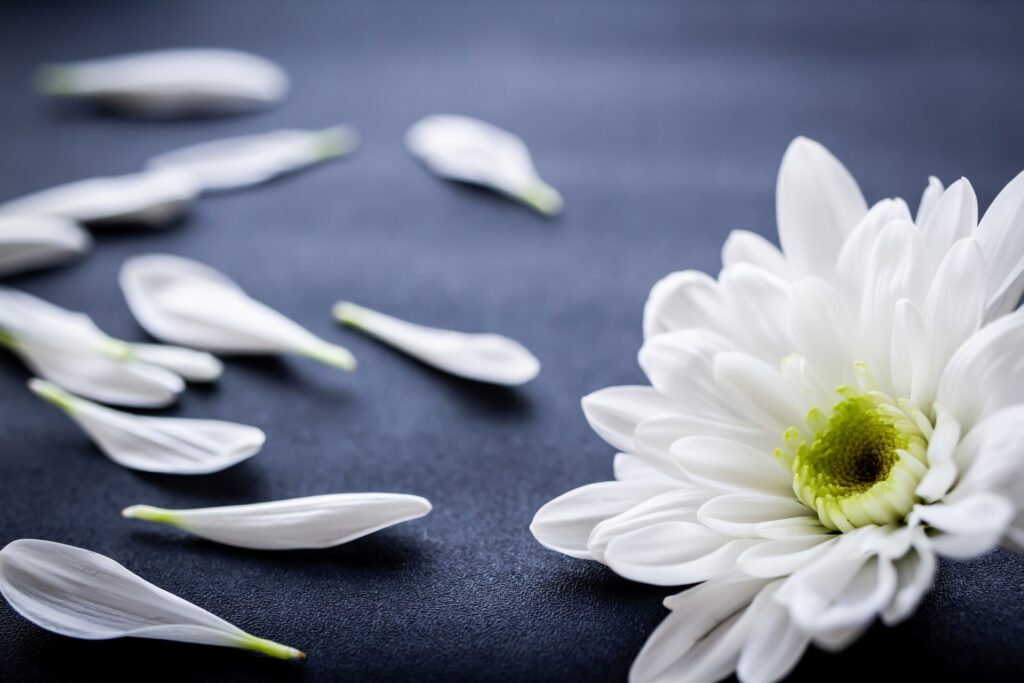 蓮の花を撮影した写真