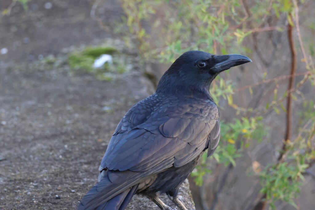 カラスを撮影した写真