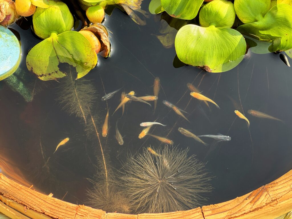 淡水魚をイメージした写真