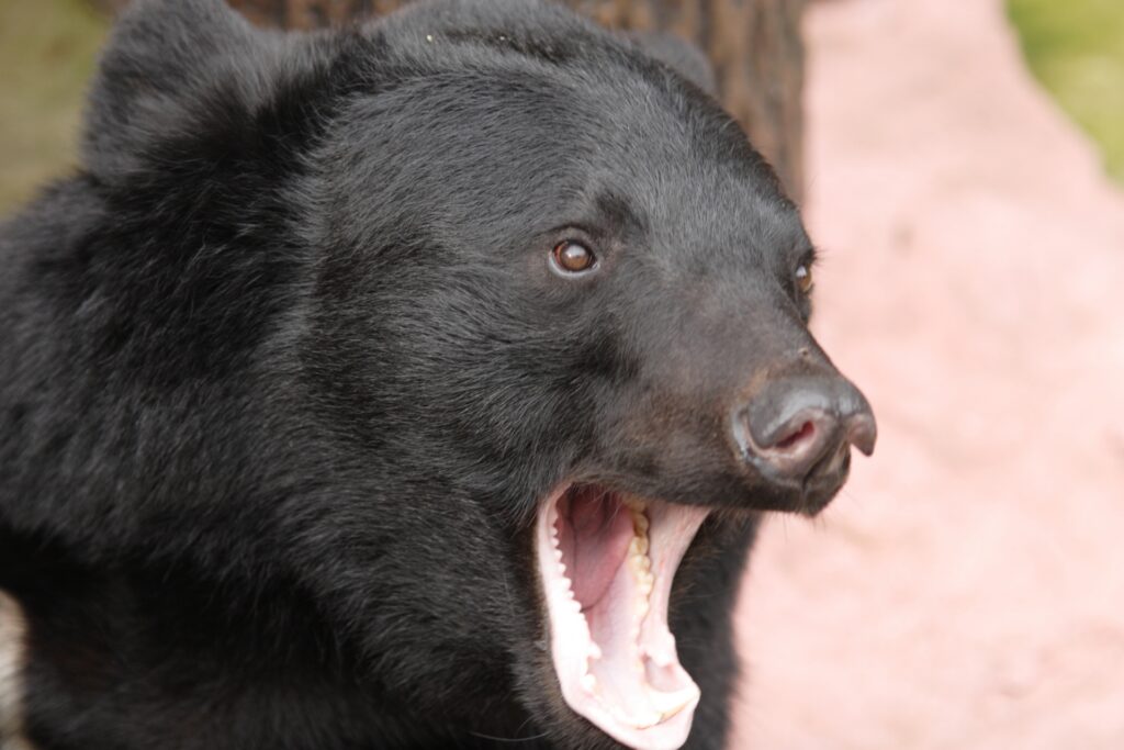 ツキノワグマを撮影した写真