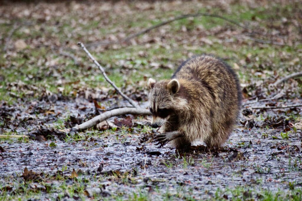 アライグマを撮影した写真