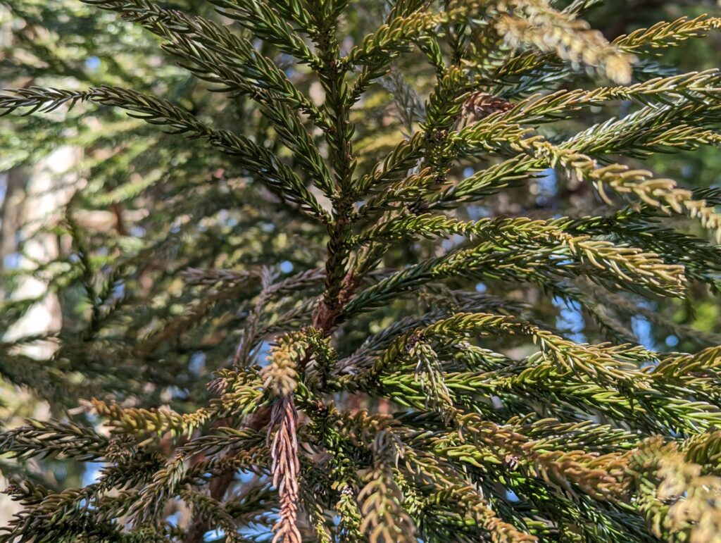 スギ花粉をイメージした写真