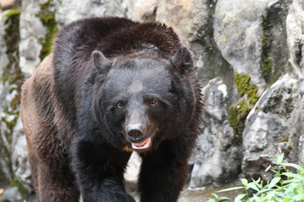 ツキノワグマの外観を撮影した写真