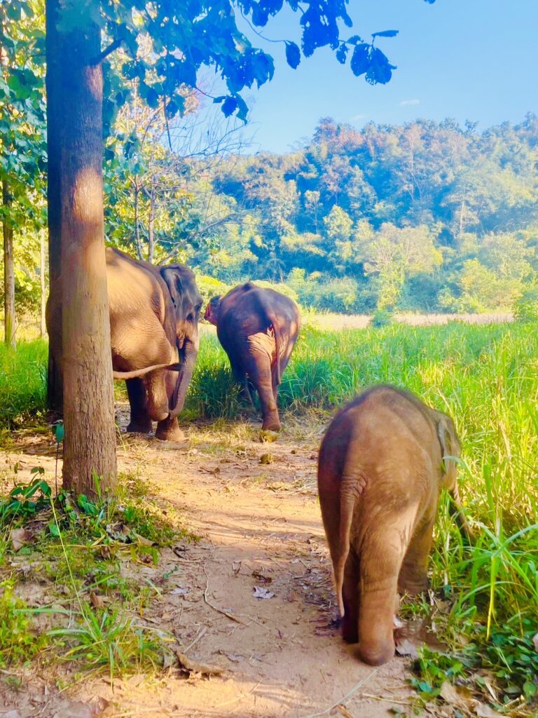 動物園の象を撮影した画像