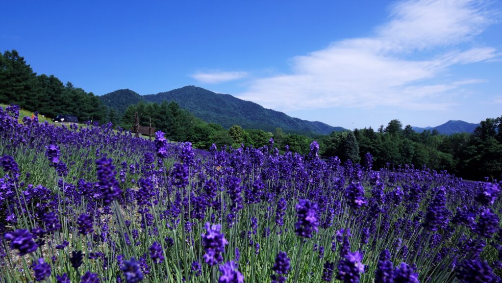 富良野市内を撮影した画像