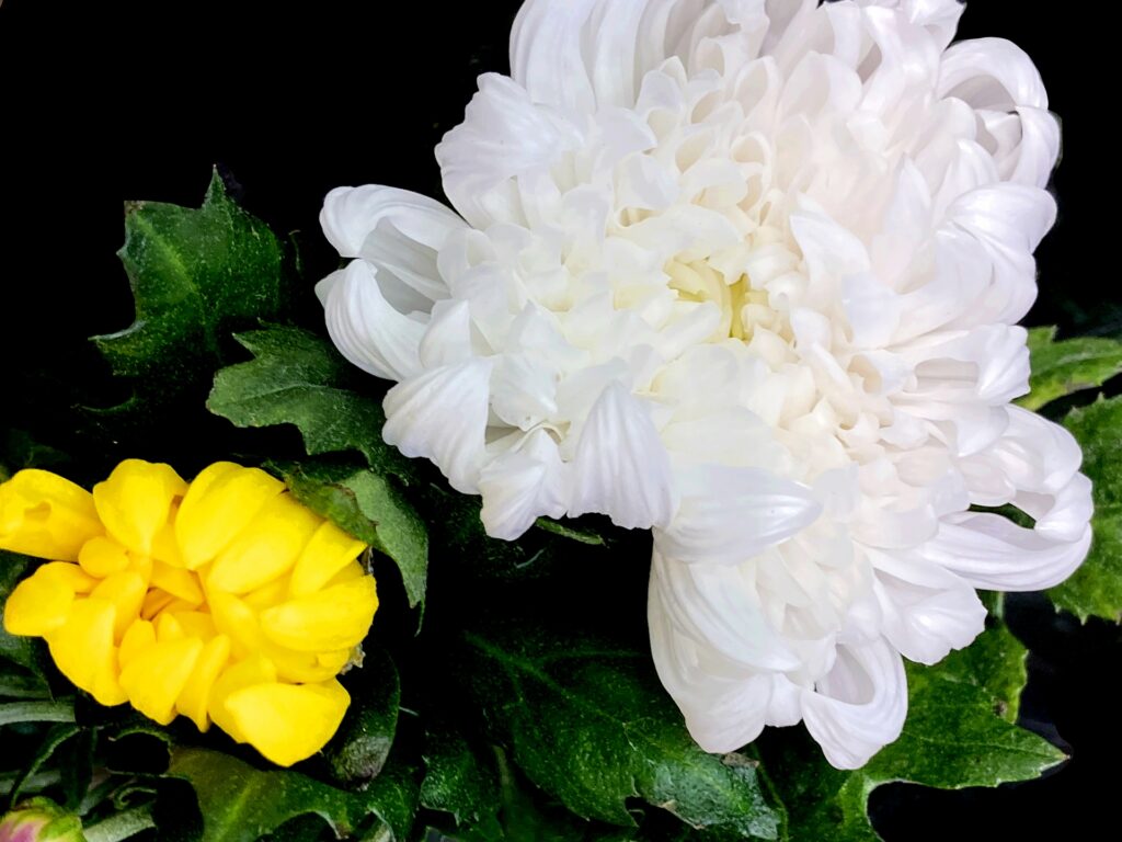 蓮の花を撮影した画像