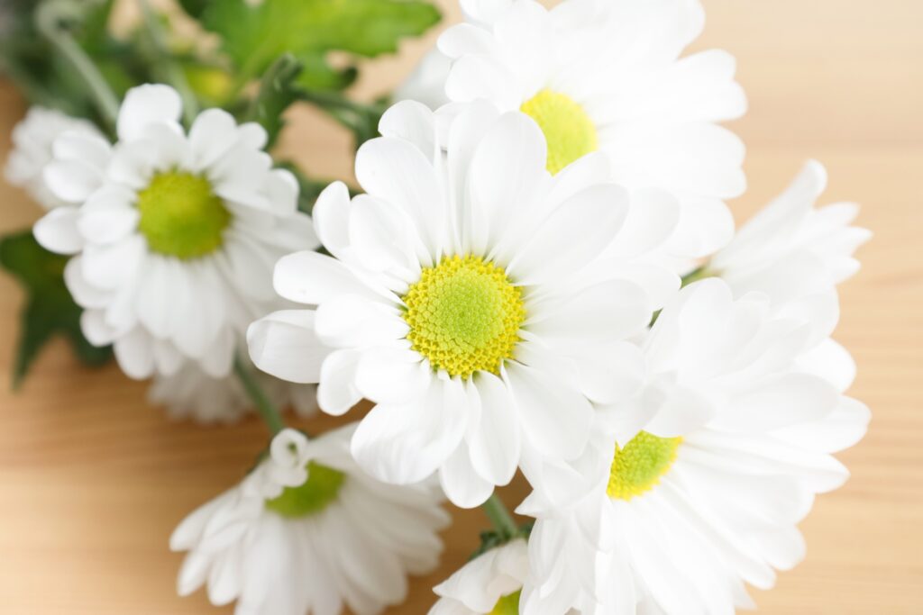 菊の花を撮影した画像