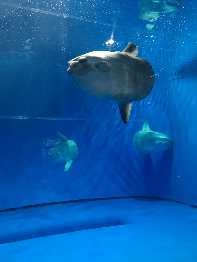 マンボウを撮影した画像