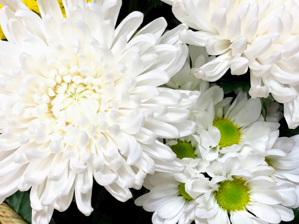 菊の花を撮影した画像