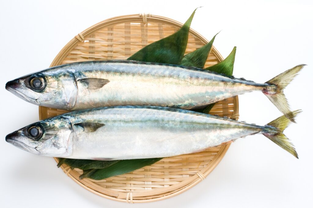 鯖を撮影した画像