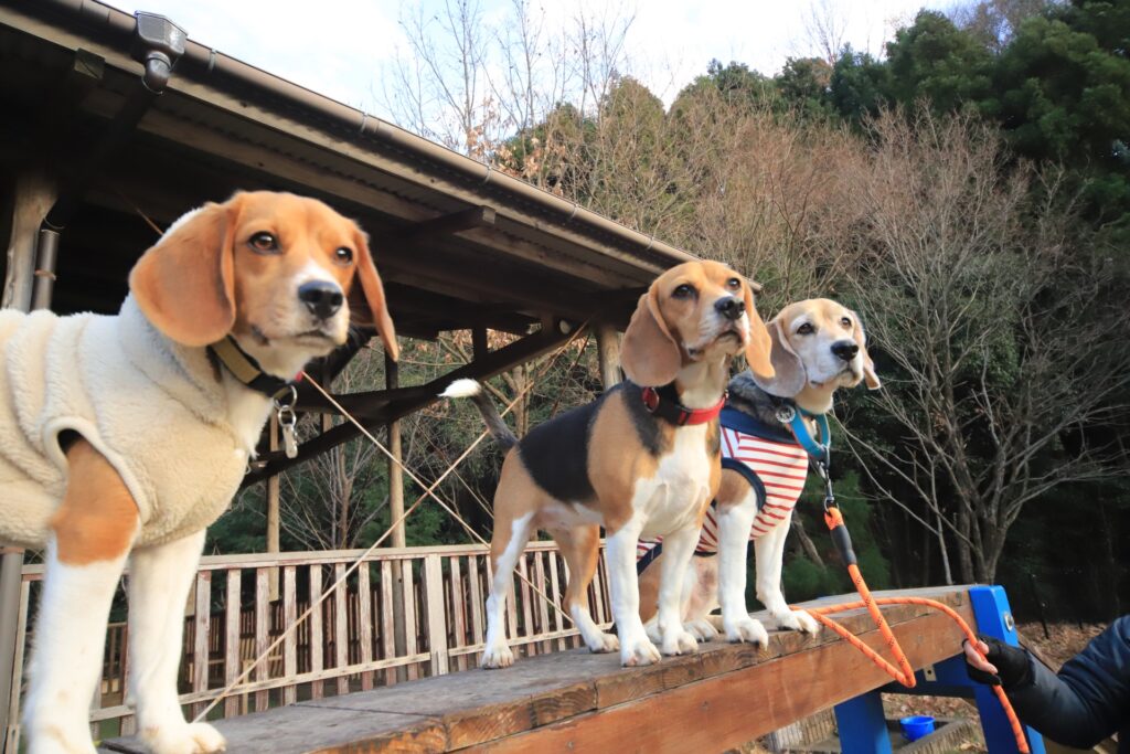 犬を撮影した画像