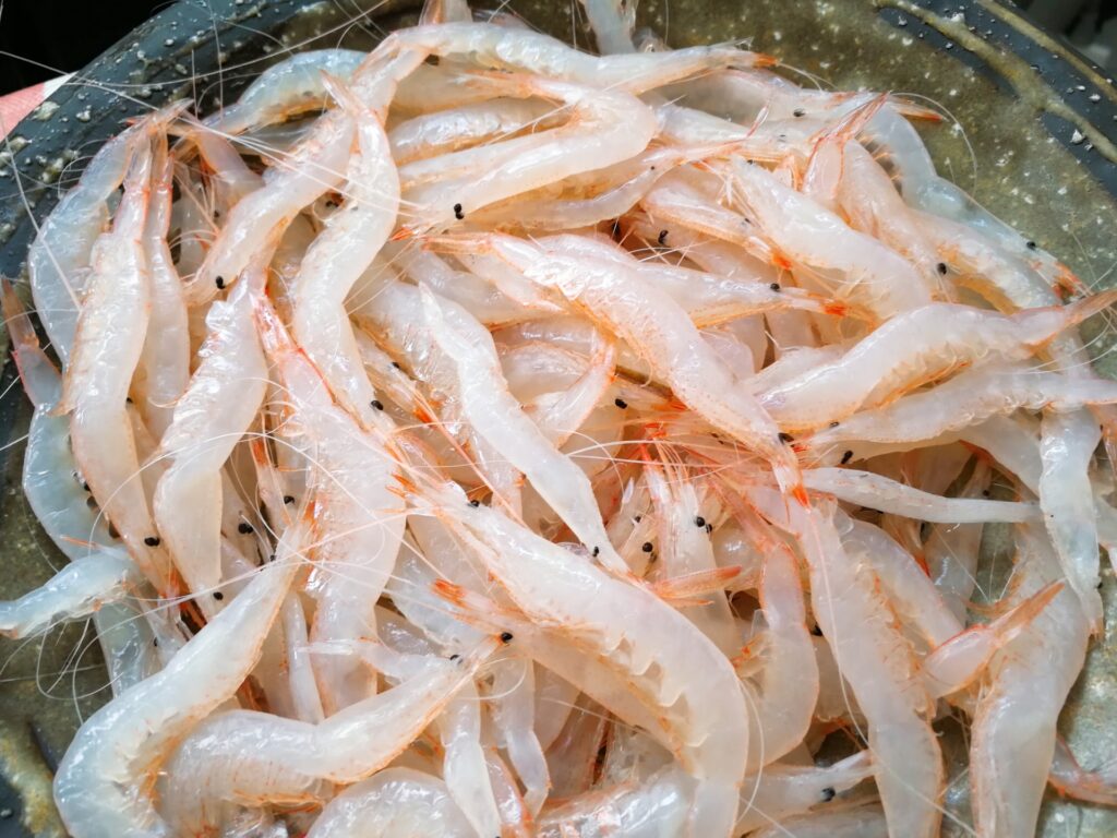 シロエビを撮影した画像