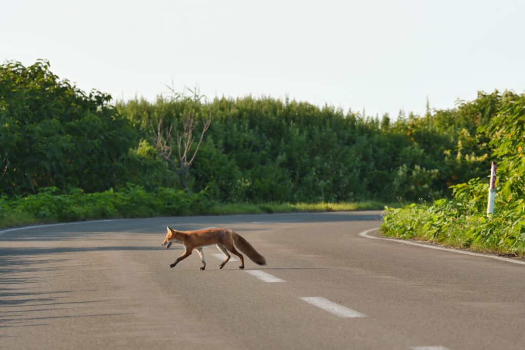 キツネを撮影した画像