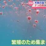 クリイロカメガイ