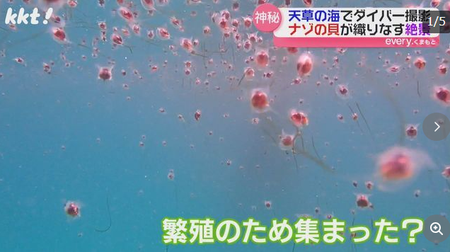 クリイロカメガイ