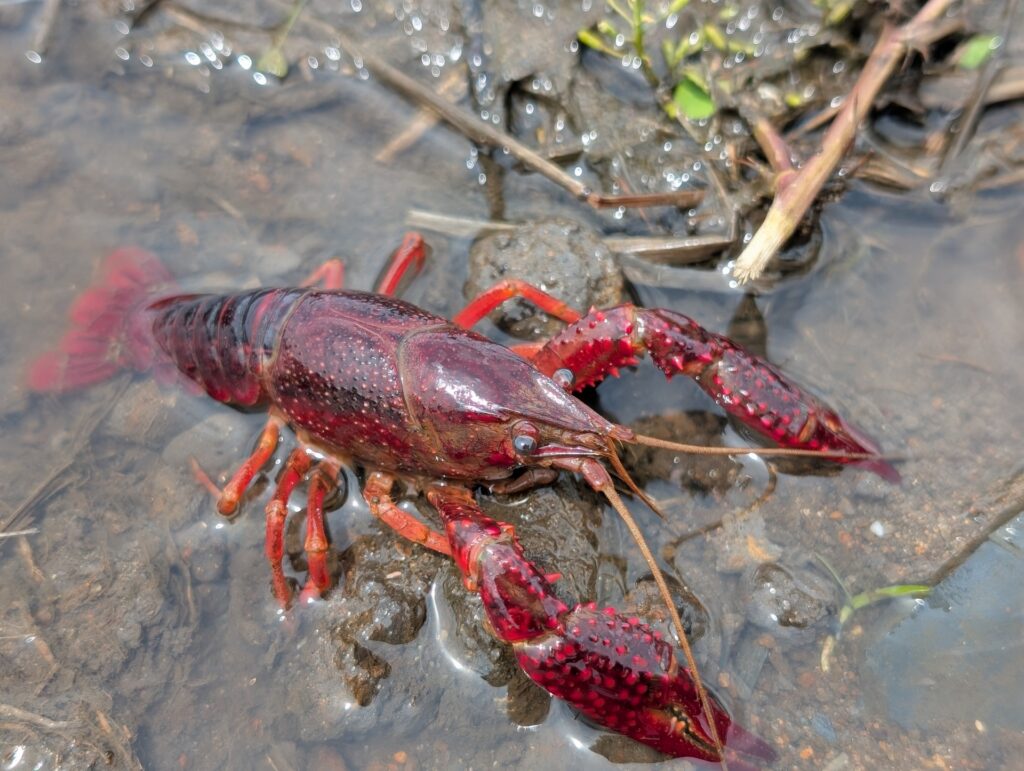 ザリガニを撮影した写真