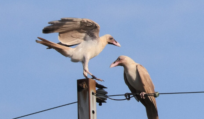 white-crow