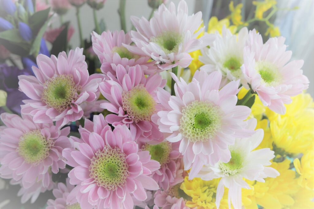 菊の花を撮影した写真