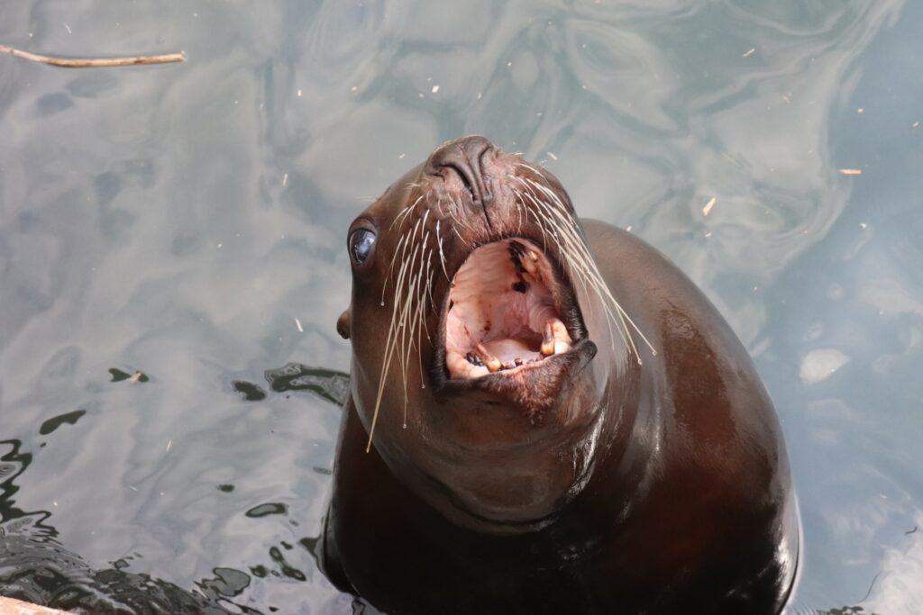 トドを撮影した写真