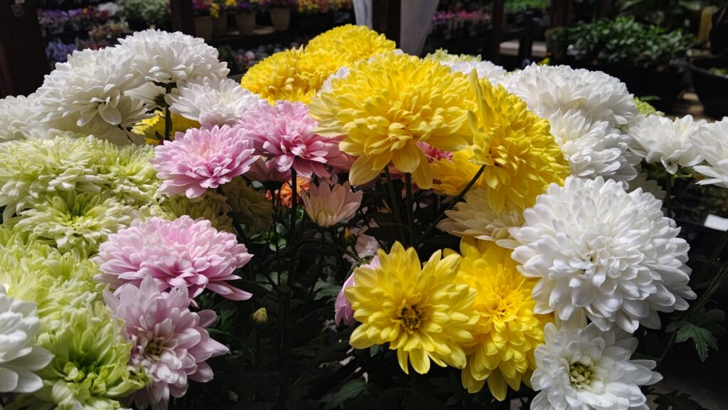 菊の葉に花を撮影した写真